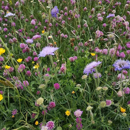 Fuchs Apartamento Lauterbach (Baden-Wurttemberg)